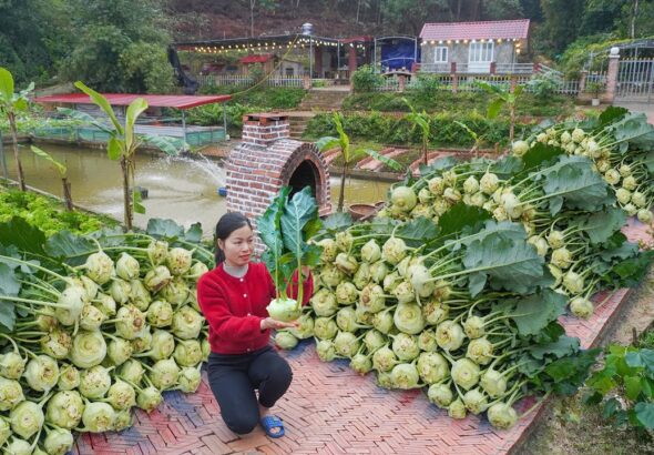 Kohlrabi Harvest and Livestock Care: Expanding Our Vegetable Garden