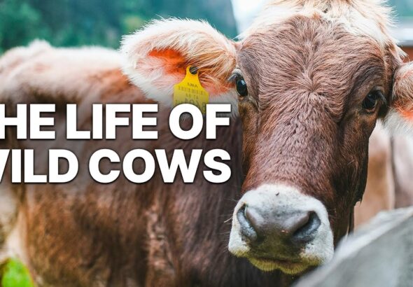 The Untamed Journey: A Comprehensive Documentary on Wild Cows