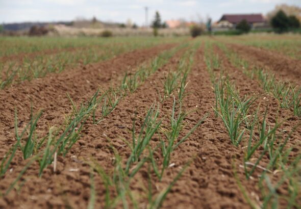 soil fertility management