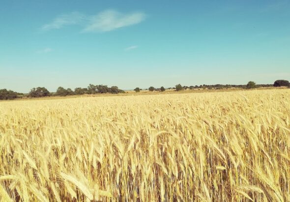 summer farming tips