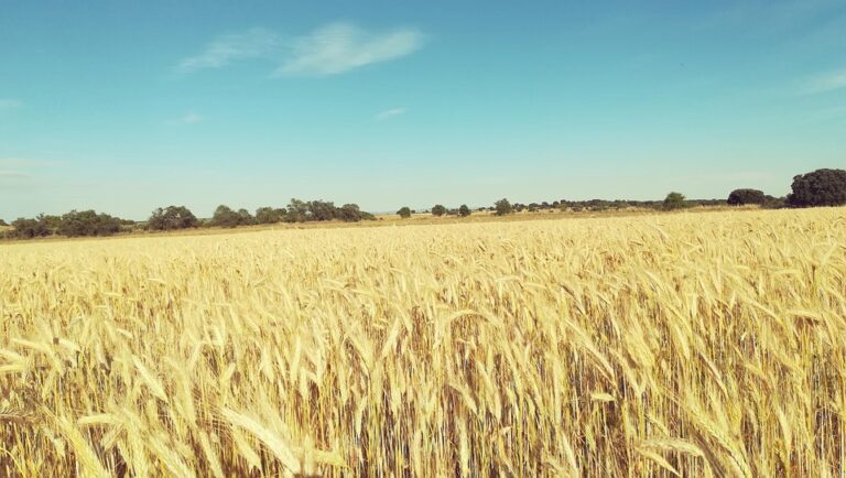 summer farming tips