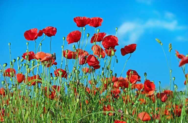 seasonal weed control