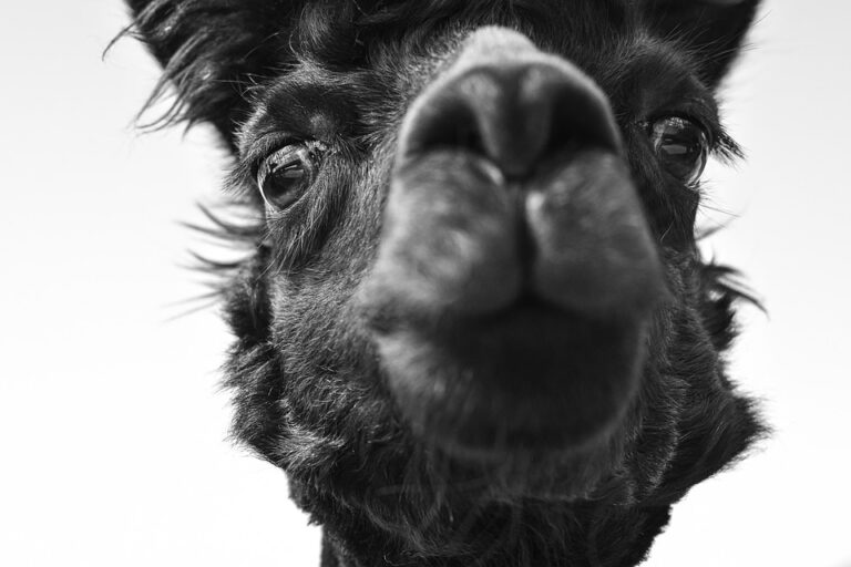 animal welfare standards
