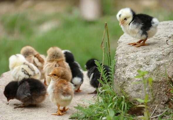 farm animal care tips