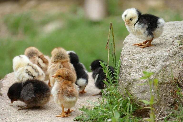 farm animal care tips