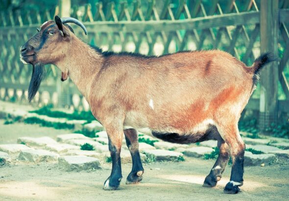 goat farming for beginners