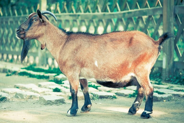 goat farming for beginners