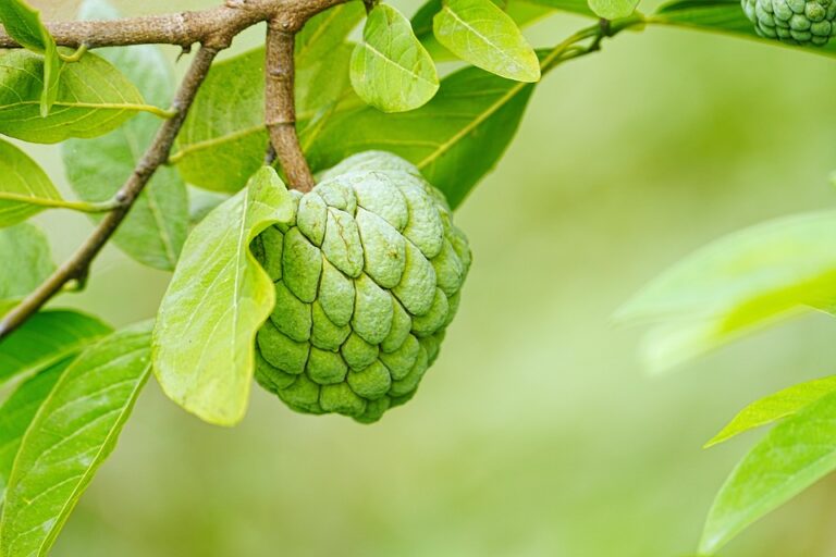 climate smart agriculture