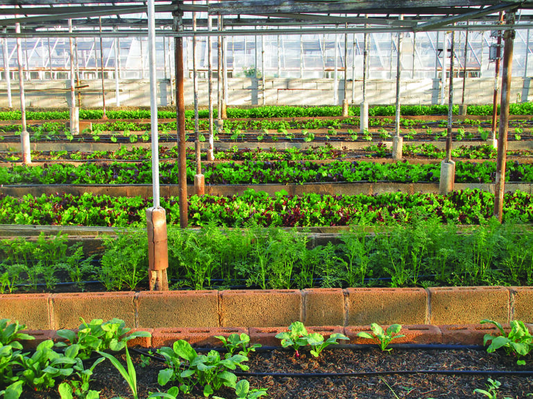 greenhouse farming methods