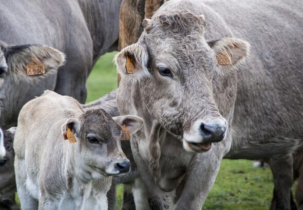 livestock breeding techniques