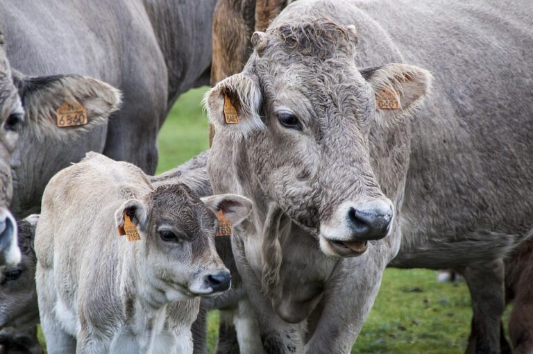 livestock breeding techniques