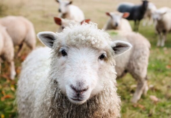 sheep farming techniques