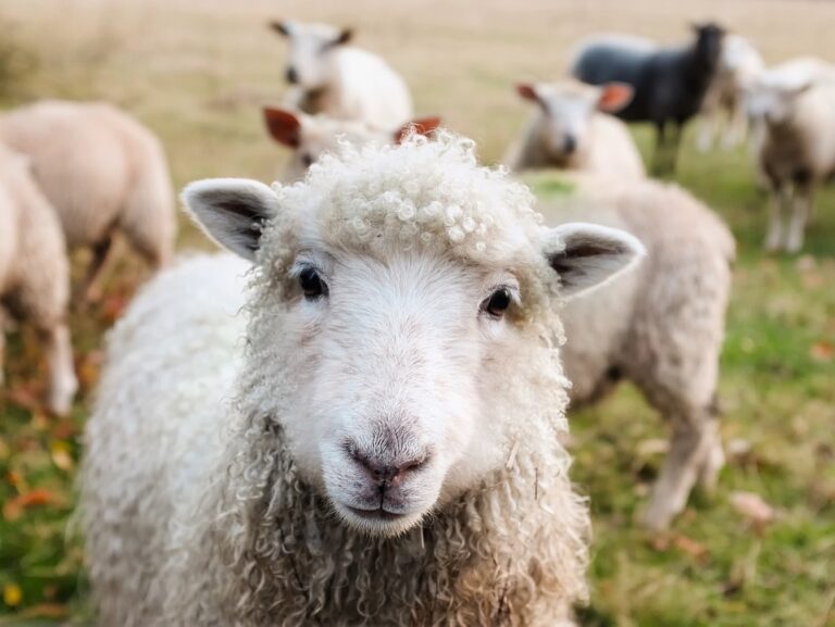 sheep farming techniques