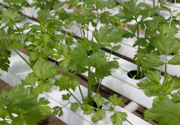 hydroponic farming basics