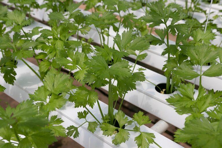 hydroponic farming basics