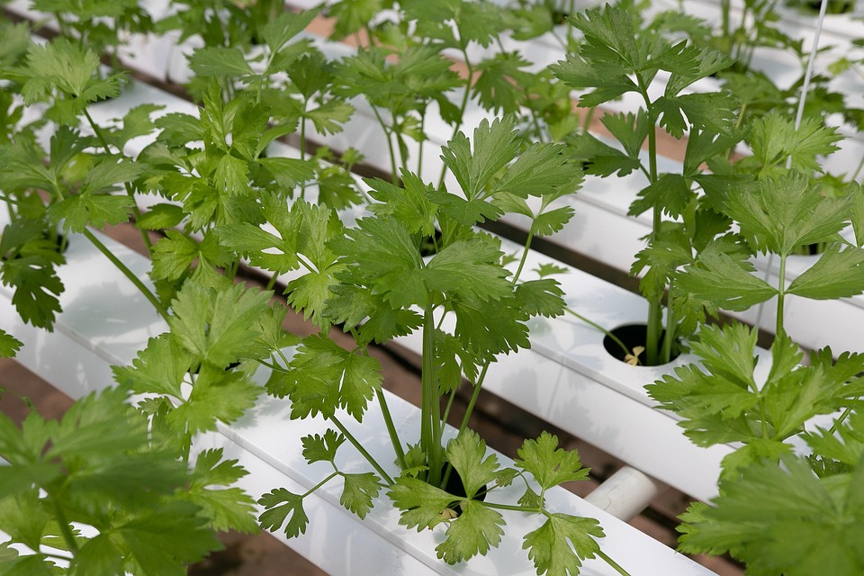 hydroponic farming basics