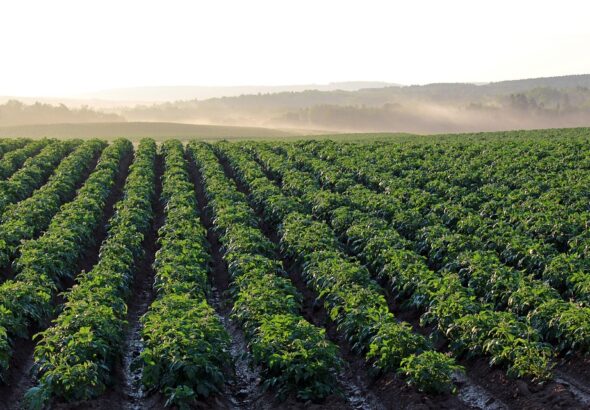 crop planting by season