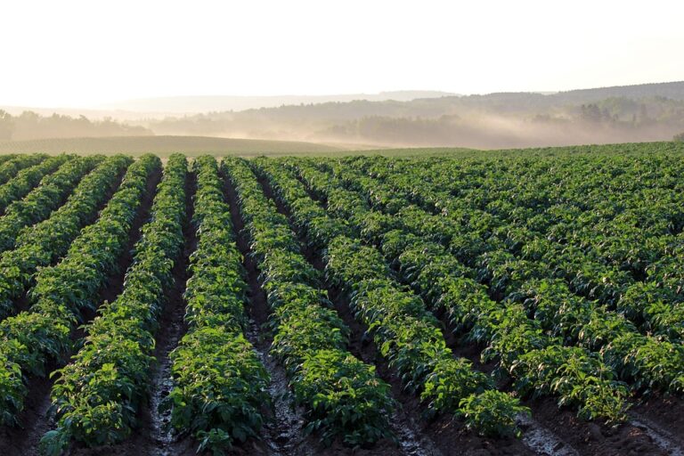 crop planting by season