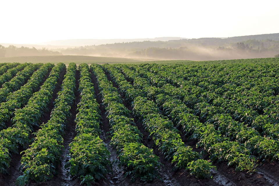 crop planting by season