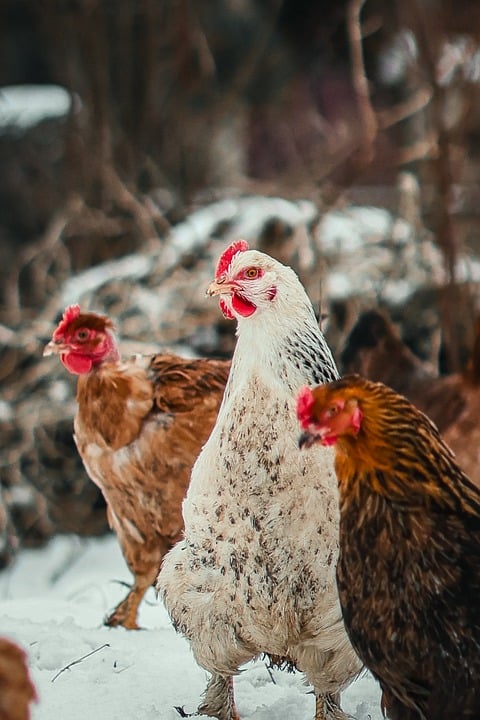 seasonal farming calendar