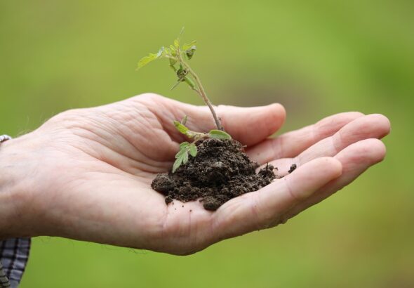 planting schedule vegetables