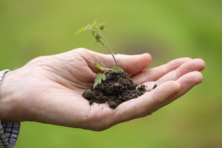 planting schedule vegetables