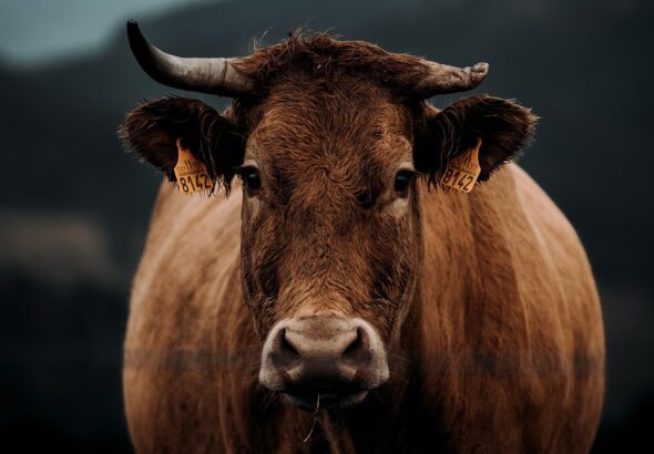 animal husbandry basics