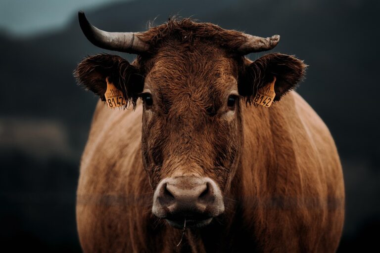 animal husbandry basics
