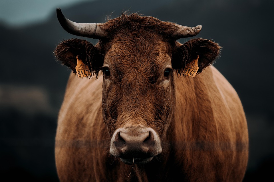 animal husbandry basics