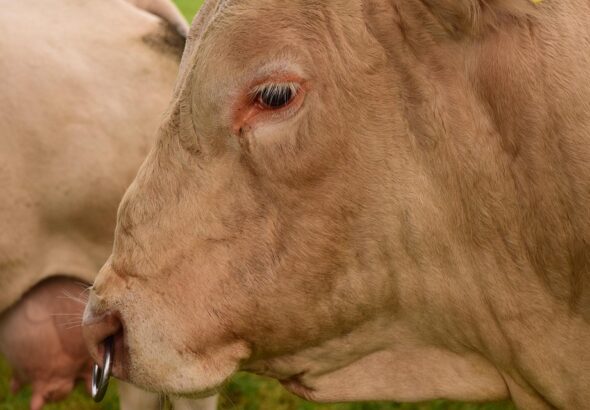 cattle farming guide