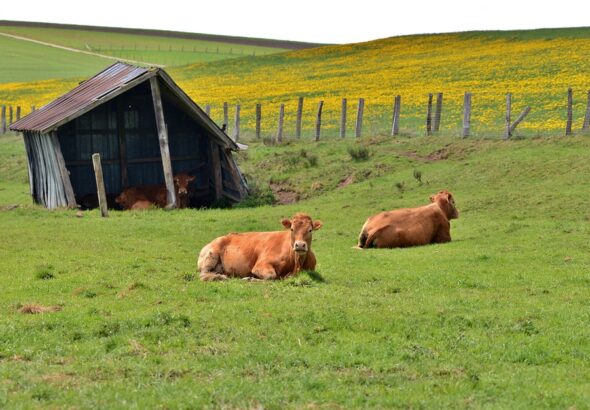 cattle shed design