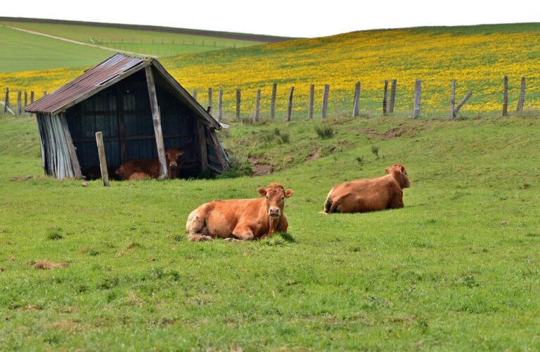 cattle shed design