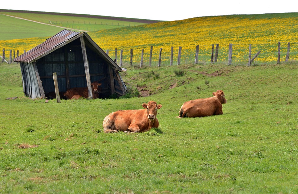 cattle shed design