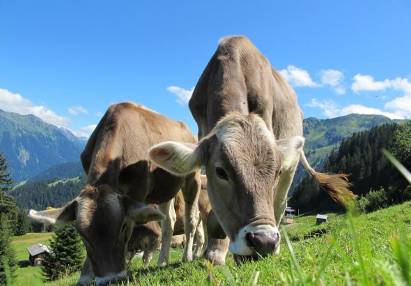 dairy farming management