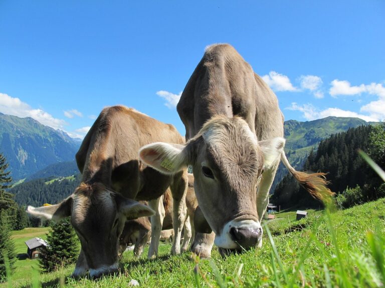 dairy farming management
