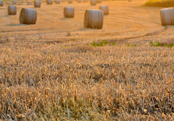 harvest timing guide