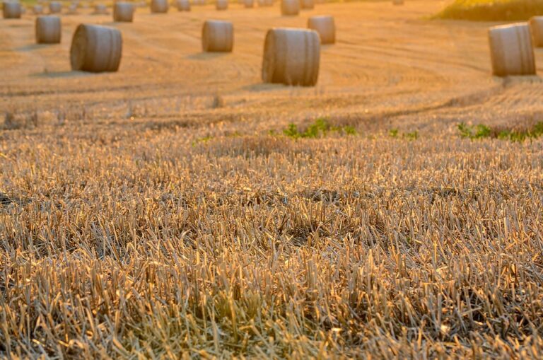 harvest timing guide