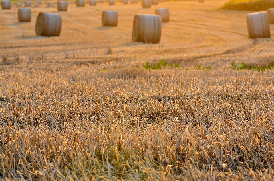 harvest timing guide