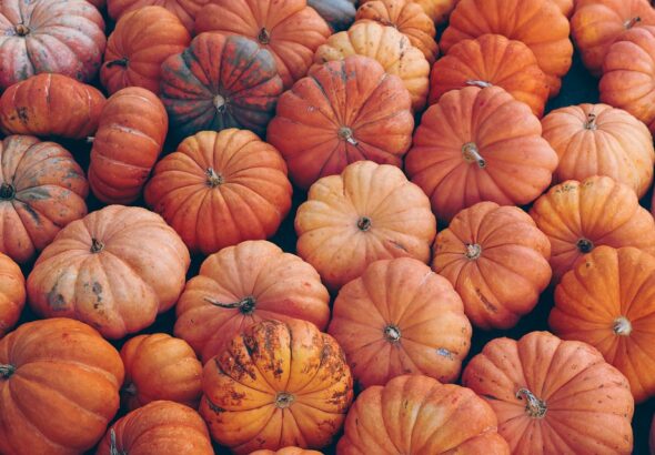 seasonal crop rotation