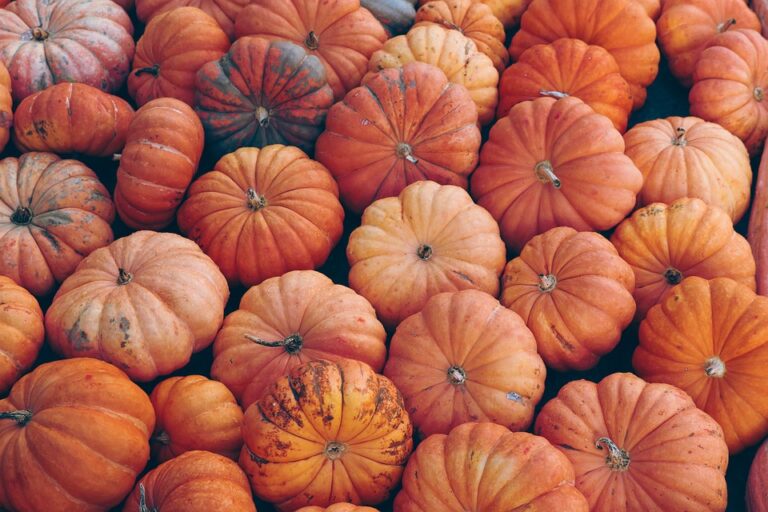 seasonal crop rotation