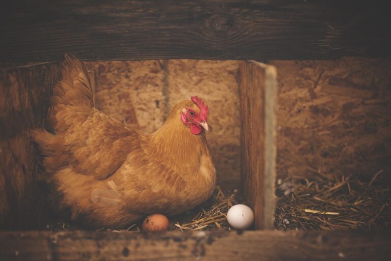 poultry coop setup