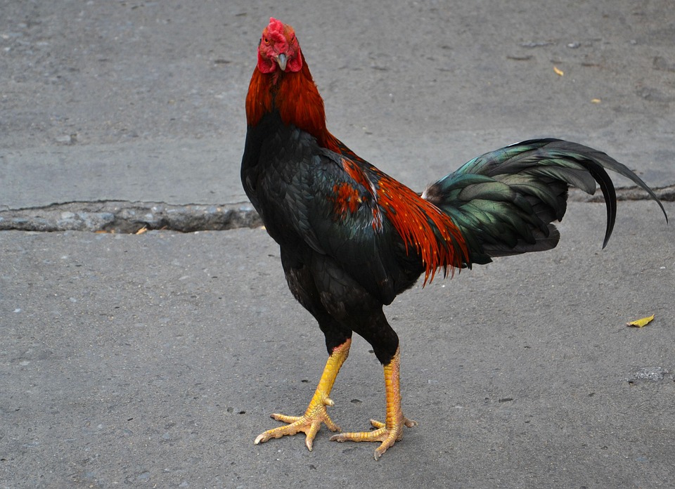 organic livestock farming