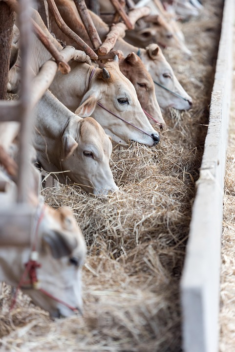 livestock feeding programs