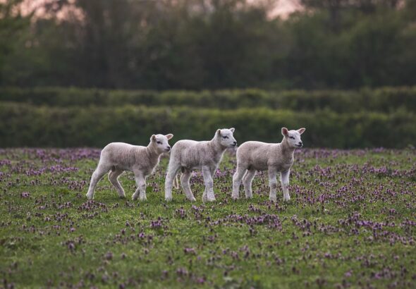 spring farming tasks
