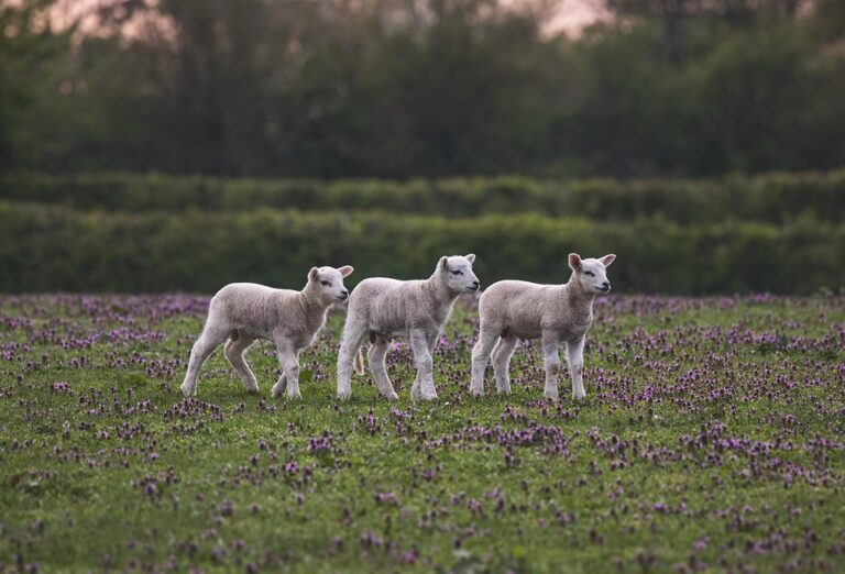 spring farming tasks