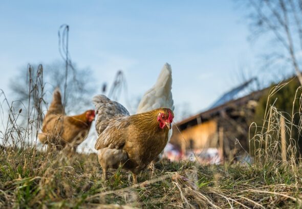 free range farming animals
