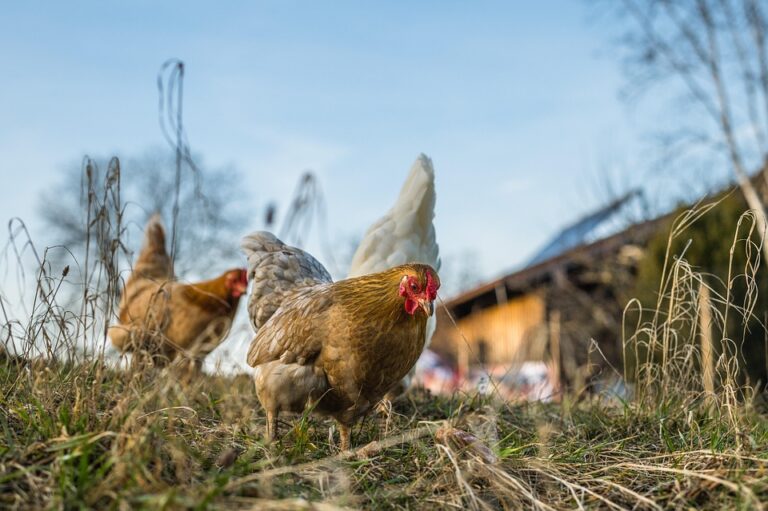 free range farming animals