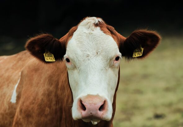 livestock management tips