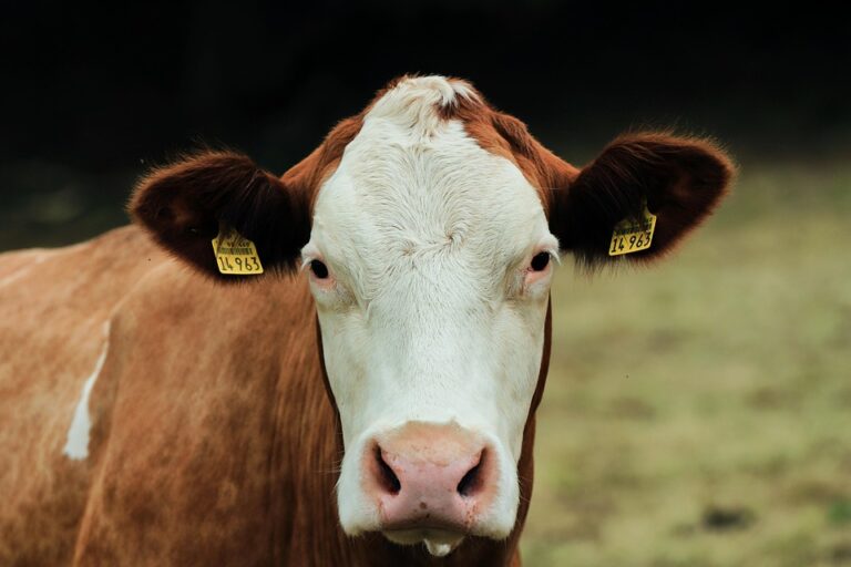 livestock management tips