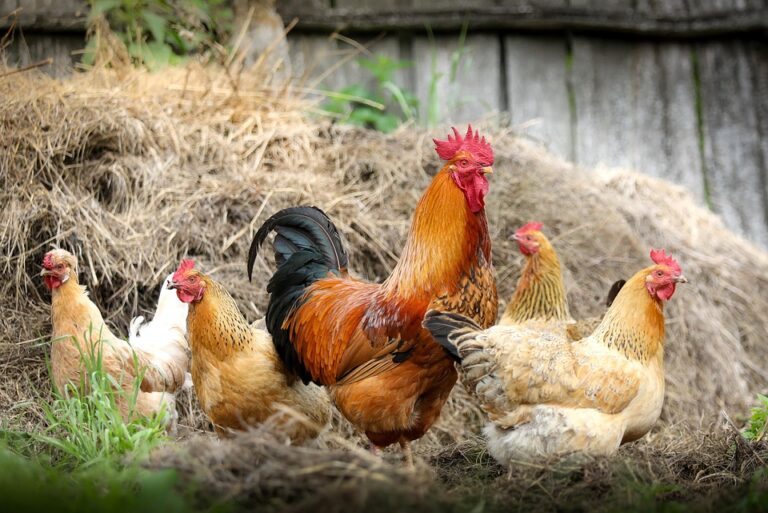 poultry farming tips